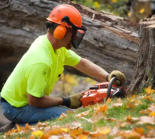 tree services Twinsburg